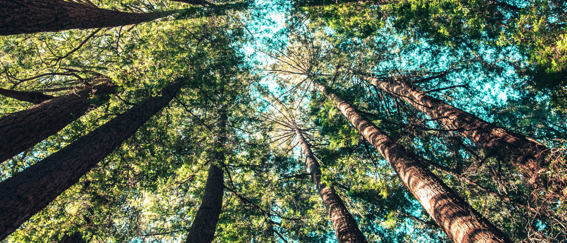 Nature-2620×1200