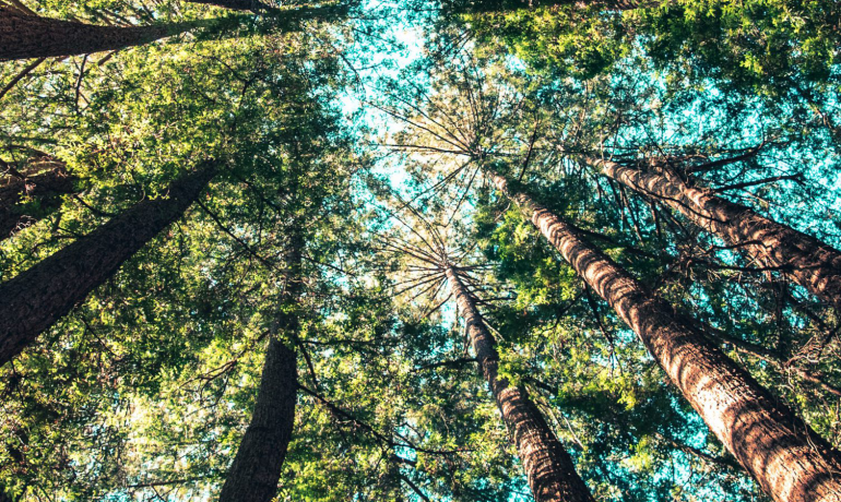 REA responds to the Climate Change Committee’s (CCC) UK Progress Report
