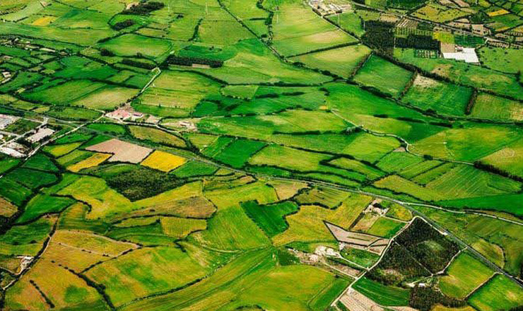 Government further undermines biomass power