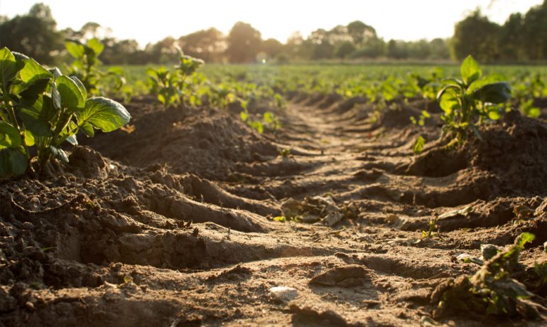 25 years of the REA Organics: A thank you to our members