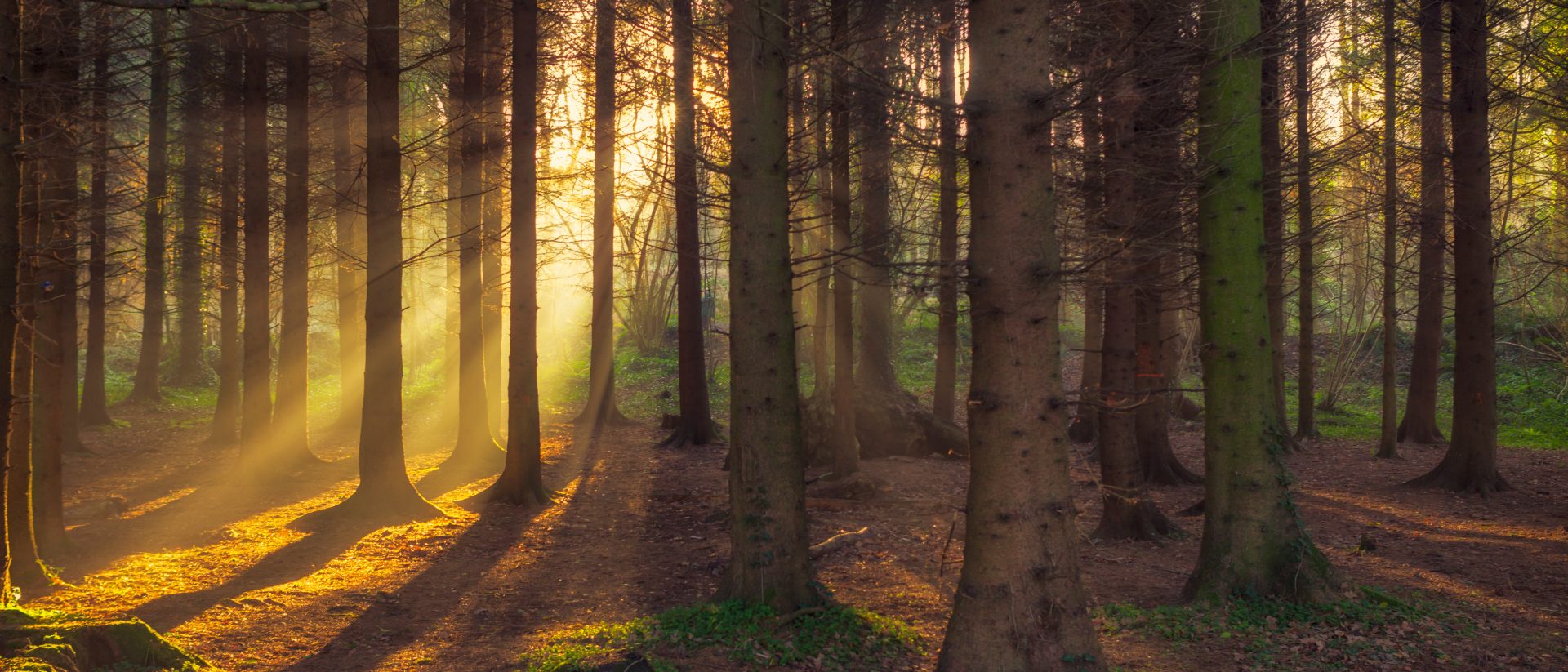 forest morning sun rising in the UK