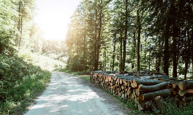 REA respond to Chatham House Research Paper: Greenhouse gas emissions from burning US-sourced woody biomass in the EU and UK