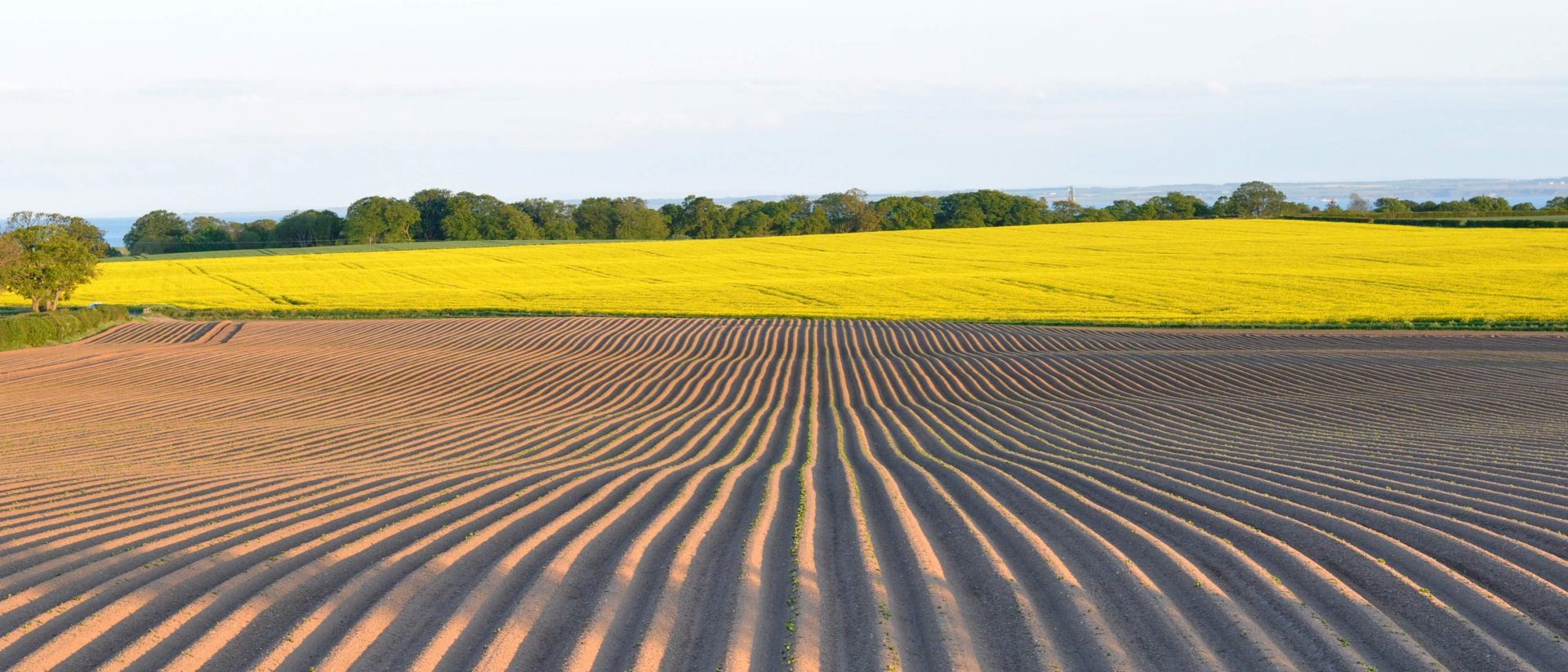 field w osr