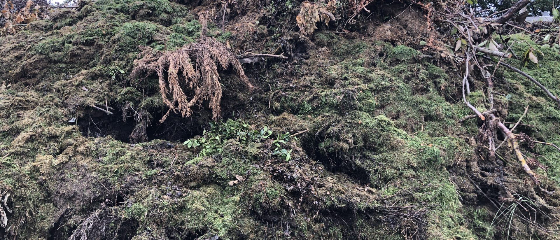 Clean green waste