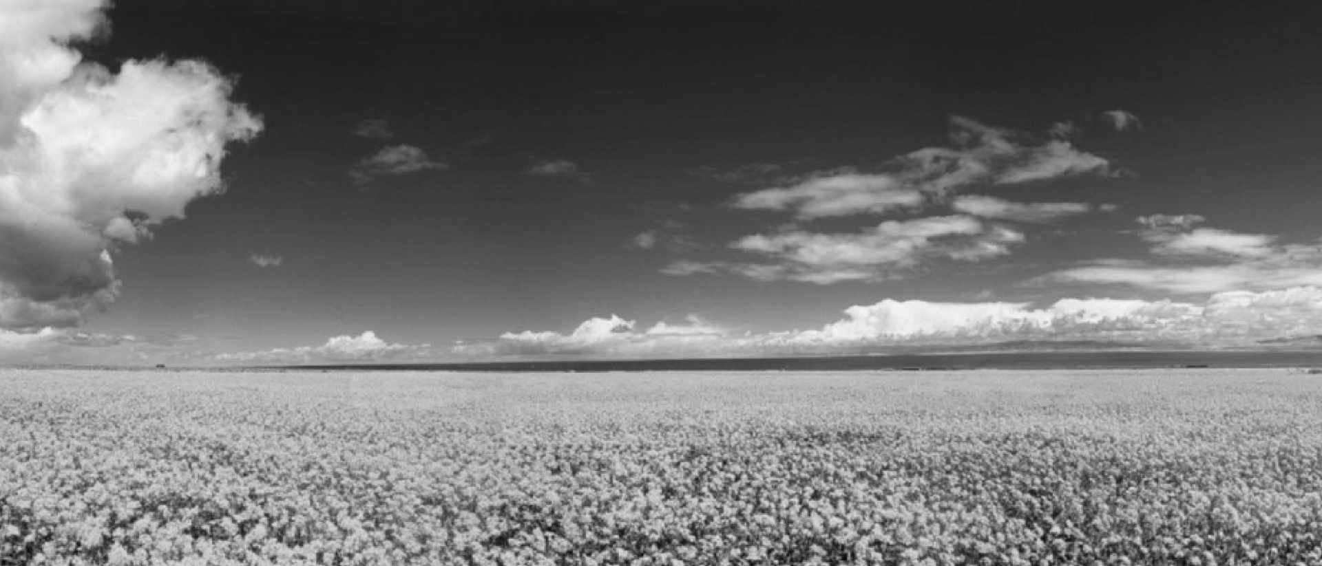 PATRON PAGE HEADER BANNER