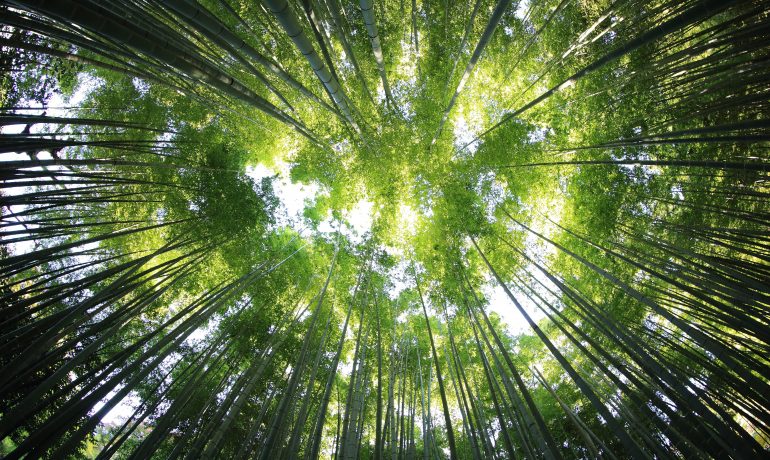 REA Briefing: Environmental Audit Committee report – The UK’s contribution to tackling global deforestation