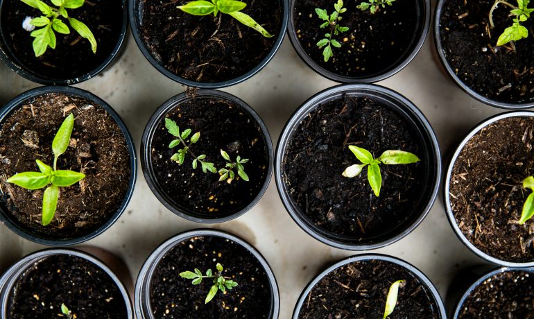 Saving the planet with compost!